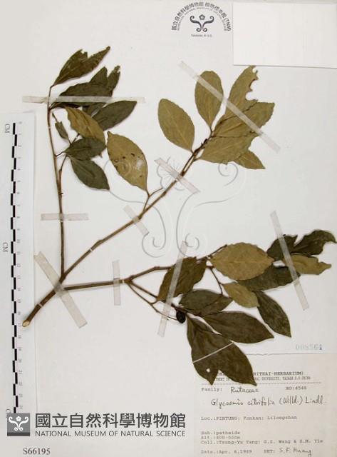 石苓舅藏品圖，第1張