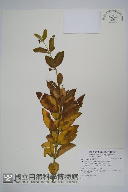 登錄號:S122195藏品圖，第1張