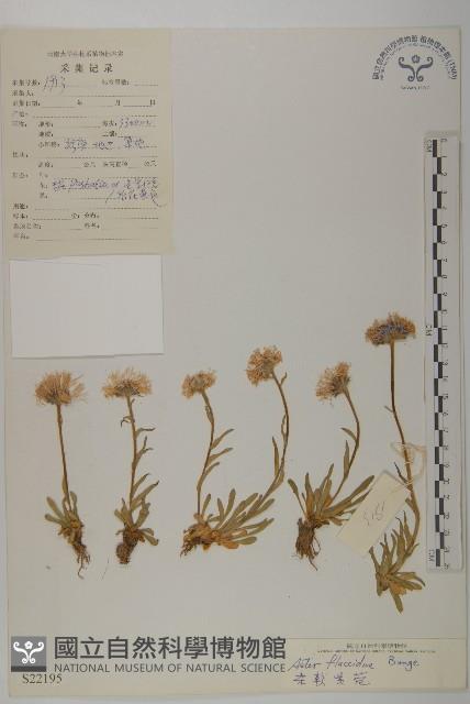 柔軟紫菀藏品圖，第1張