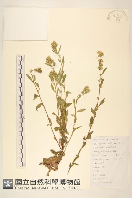 一枝黃花藏品圖，第1張