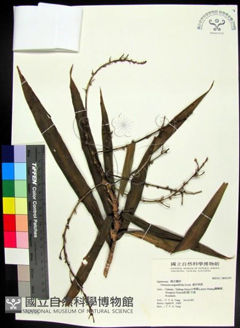 番仔林投藏品圖，第1張