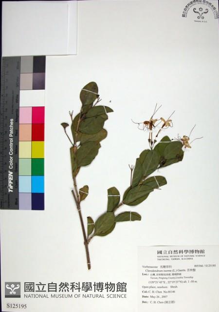 苦林盤藏品圖，第1張