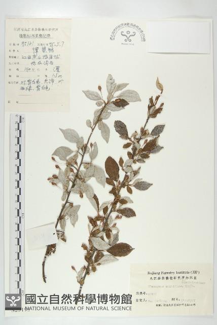 木半夏藏品圖，第1張