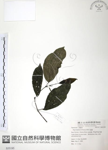 風藤藏品圖，第1張