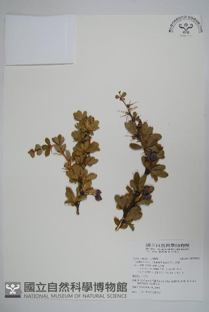 玉山小蘗藏品圖，第1張