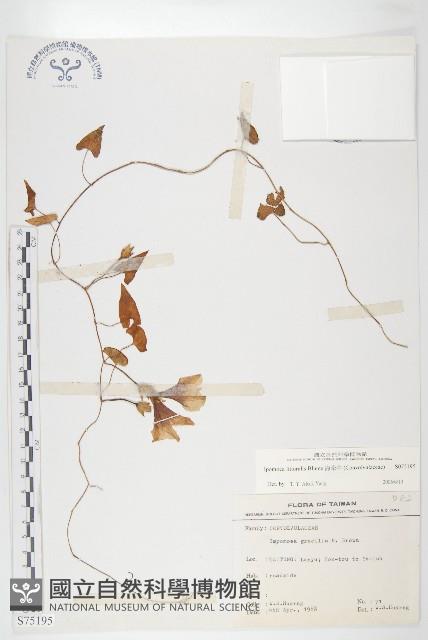 海牽牛藏品圖，第1張