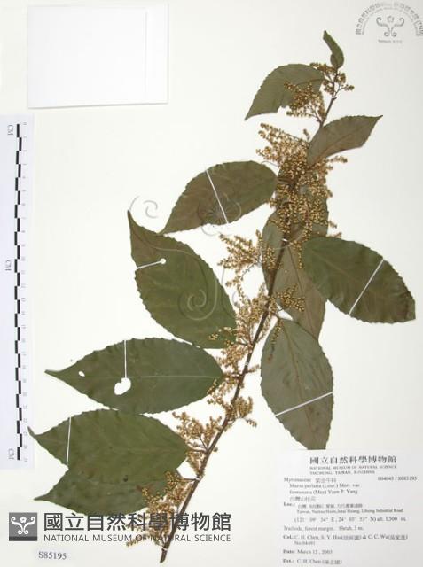 台灣山桂花藏品圖，第1張