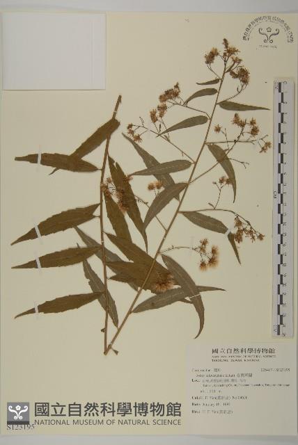 臺灣馬蘭藏品圖，第1張