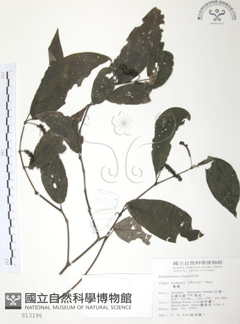 風藤藏品圖，第1張