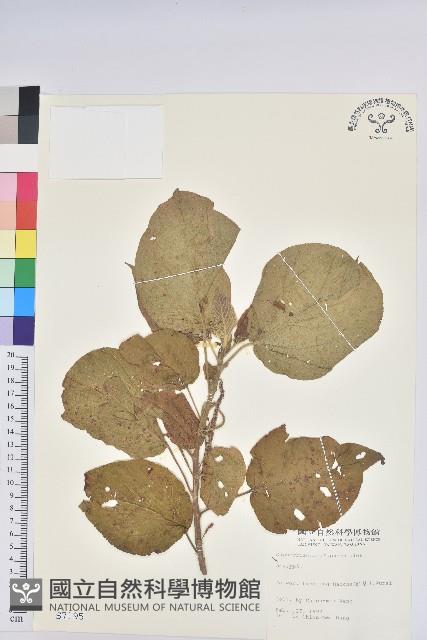 登錄號:S007195藏品圖，第1張