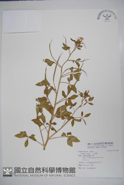 向天黃藏品圖，第1張