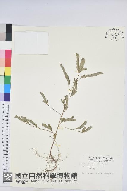 葉下珠、珠仔草藏品圖，第1張