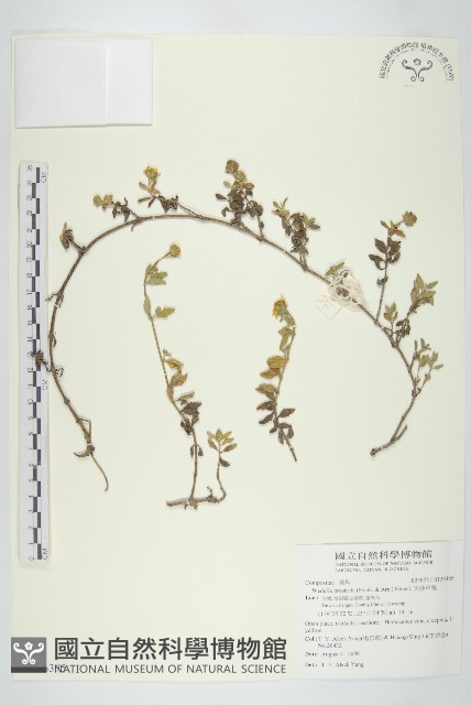 天蓬草舅藏品圖，第1張