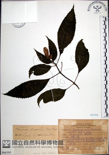角桐草、台灣半蒴苣苔藏品圖，第1張