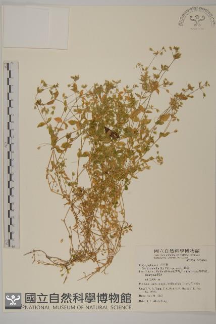 繁縷藏品圖，第1張