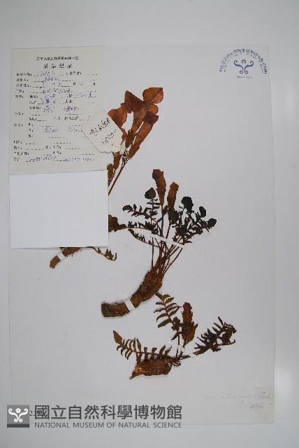 滇川角蒿藏品圖，第1張