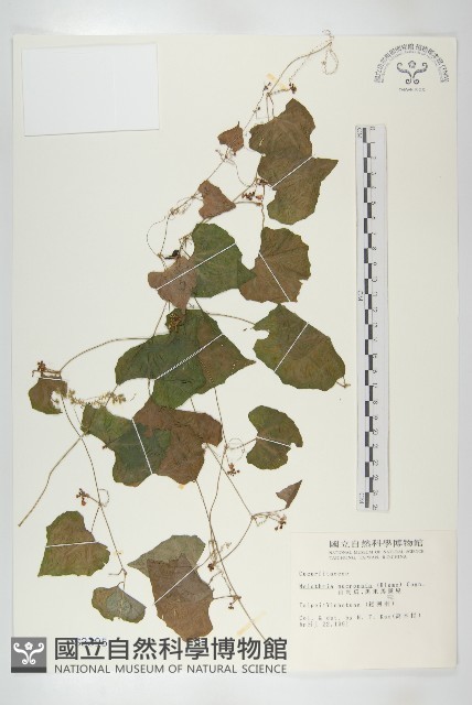 黑果馬交兒藏品圖，第1張