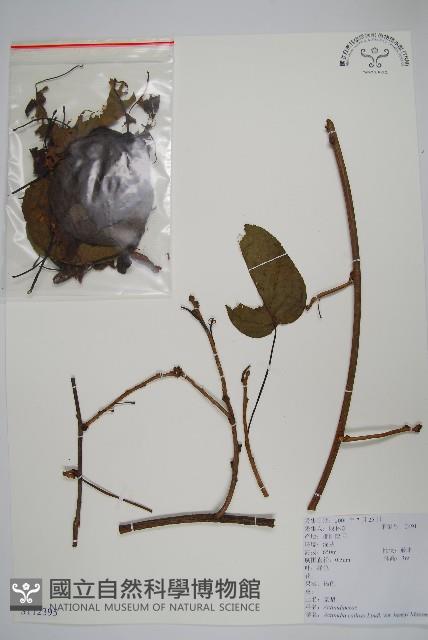 京梨獼猴桃藏品圖，第1張