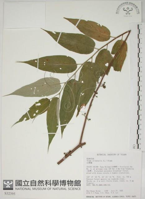 山黃麻藏品圖，第1張