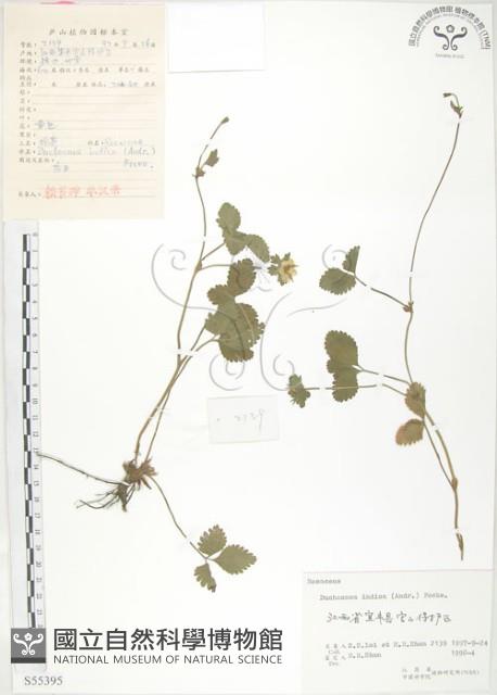 蛇莓、地莓、龍吐珠藏品圖，第1張