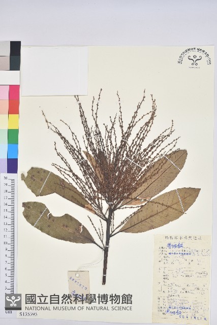 黧蒴栲藏品圖，第1張