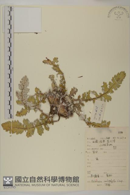 美葉藏菊藏品圖，第1張