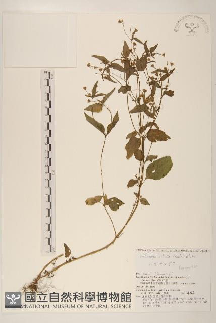 登錄號:S144395藏品圖，第1張