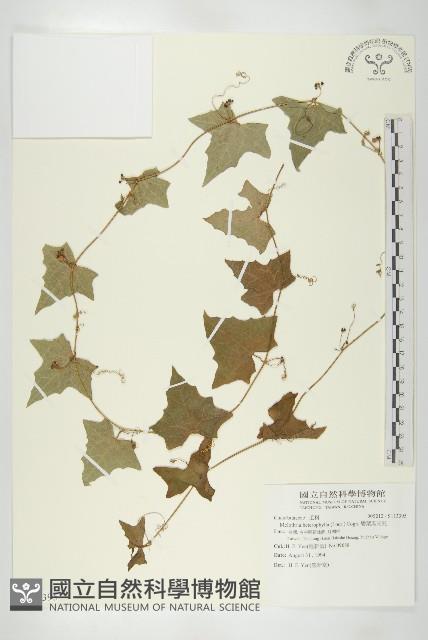 變葉馬交兒藏品圖，第1張