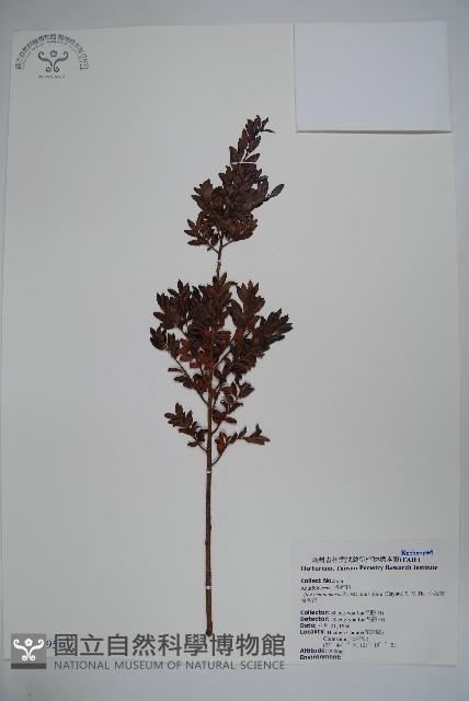 雲南冬青藏品圖，第1張