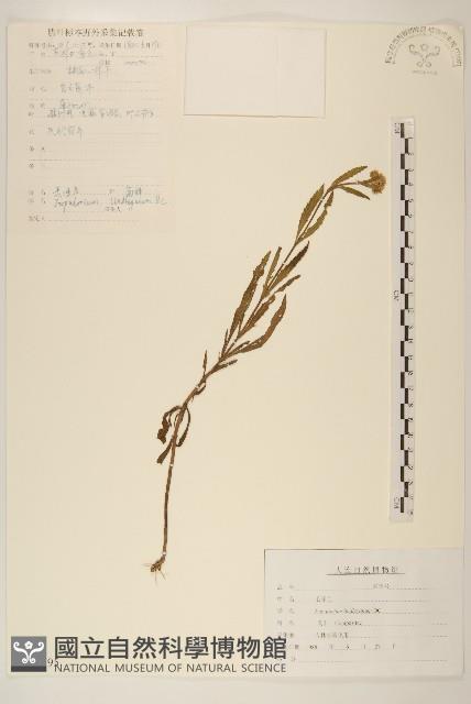 林氏澤蘭藏品圖，第1張