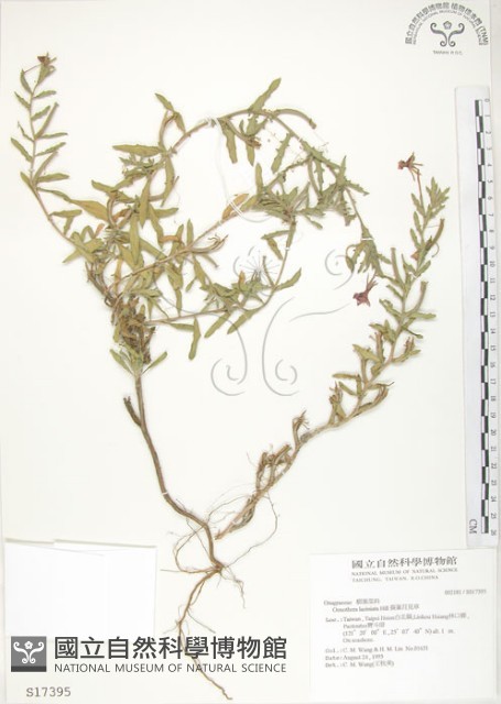 裂葉月見草藏品圖，第1張