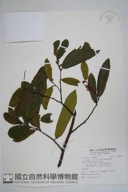 瓜馥木藏品圖，第1張