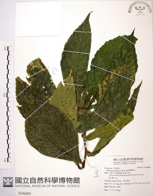 食用樓梯草藏品圖，第1張