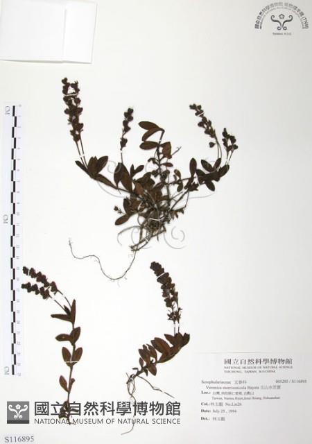 玉山水苦賈藏品圖，第1張