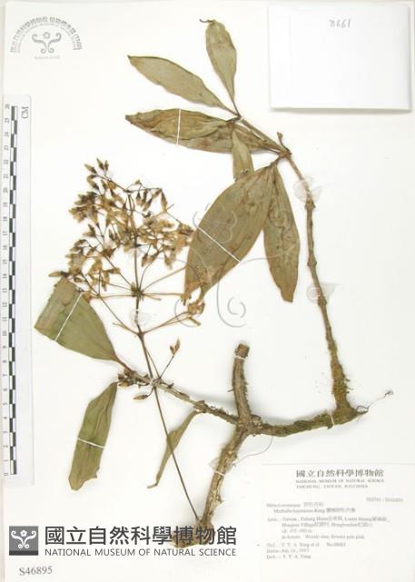 蘭嶼野牡丹藤藏品圖，第1張