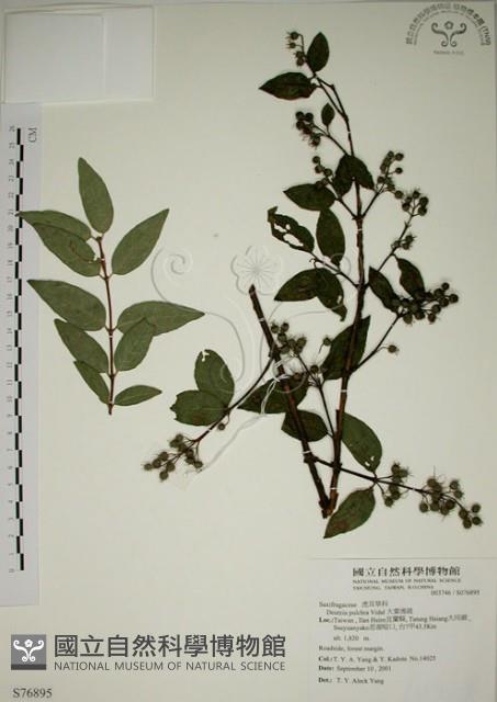 大葉溲疏藏品圖，第1張