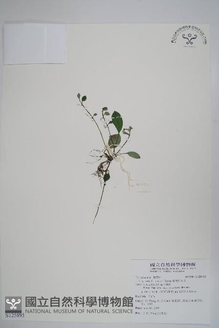 臺灣附地草藏品圖，第1張