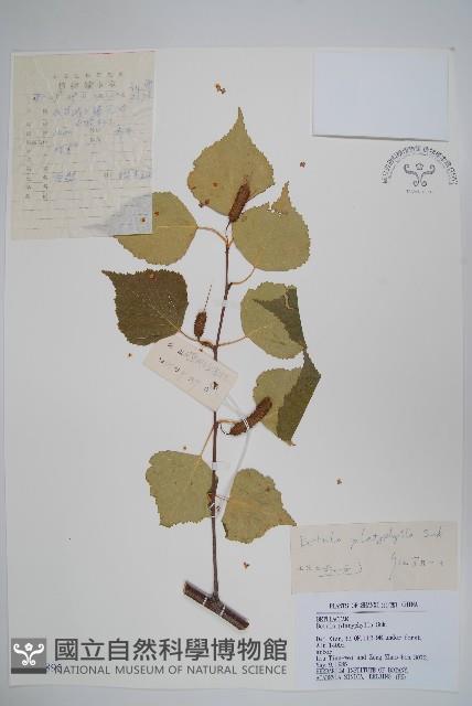 白樺、粉樺、臭樺藏品圖，第1張