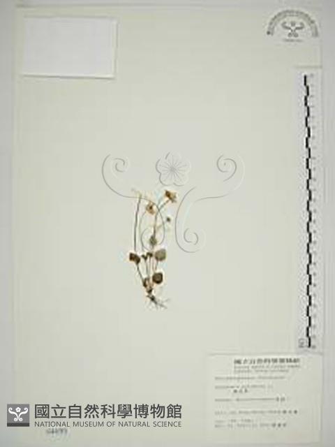 梅花草藏品圖，第1張