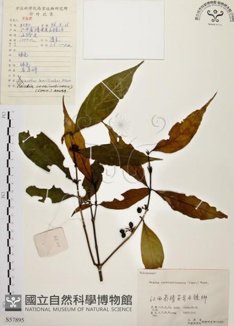 茜草樹藏品圖，第1張