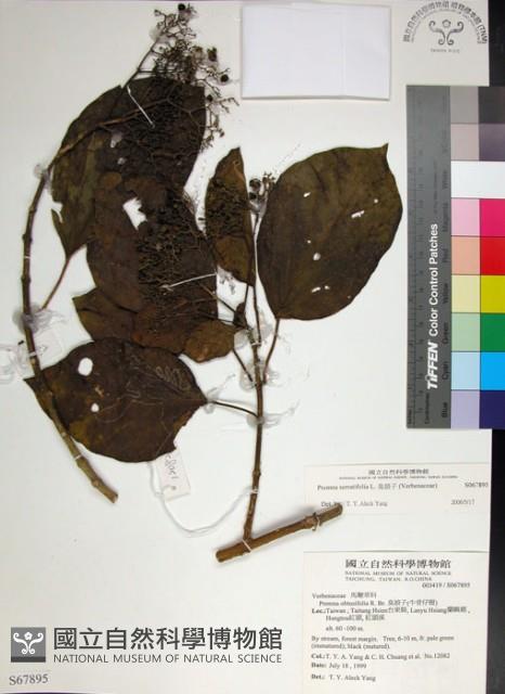 臭娘子藏品圖，第1張