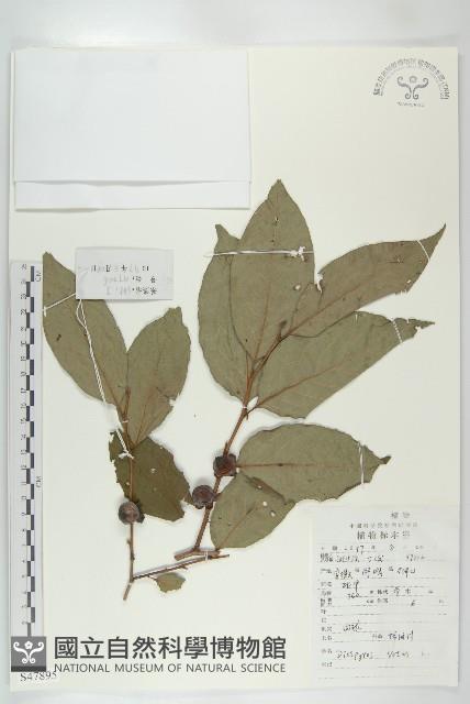 Date Plum Collection Image, Figure 1, Total 2 Figures