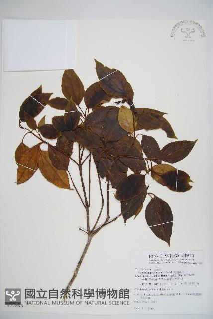 高山莢迷藏品圖，第1張