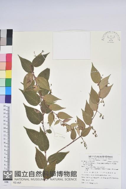 白珠樹藏品圖，第1張