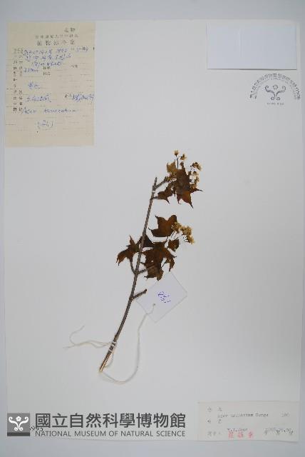 元寶槭藏品圖，第1張