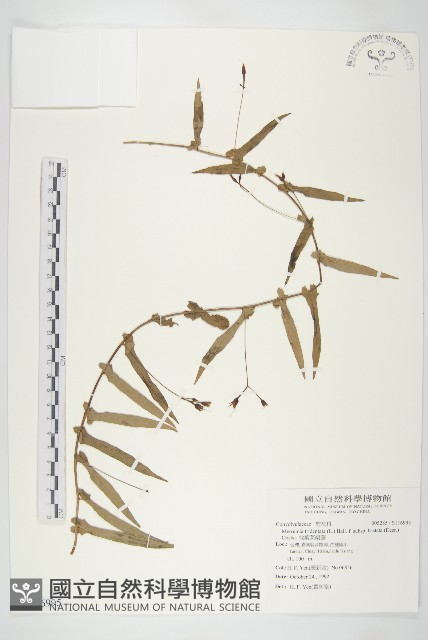 戟葉菜欒藤藏品圖，第1張