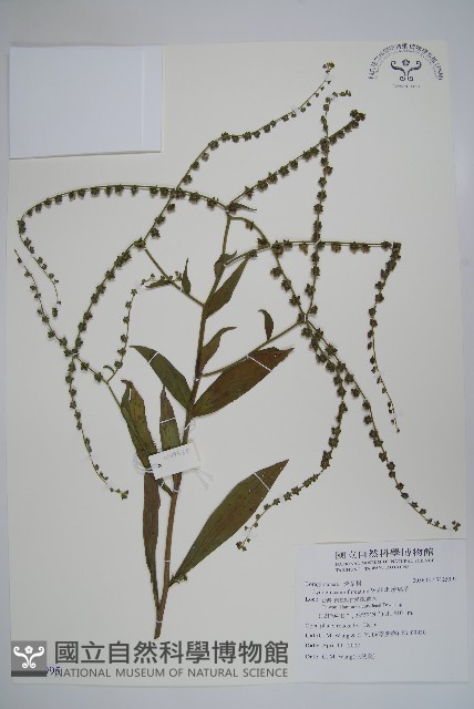 琉璃草藏品圖，第1張