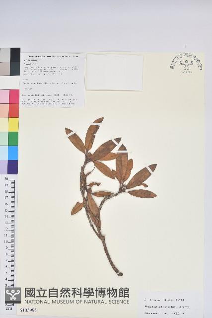 粉果杜鵑藏品圖，第1張