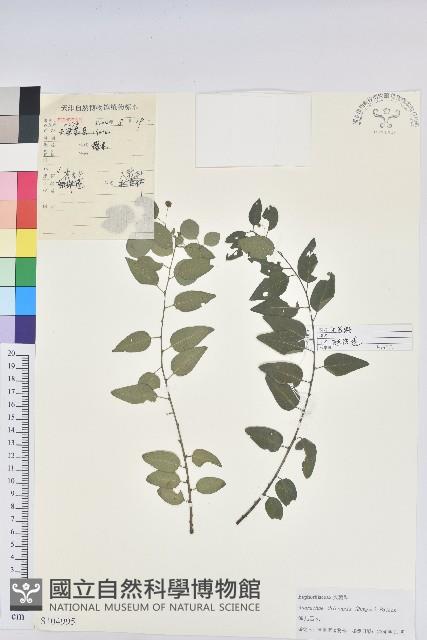 雀兒舌頭藏品圖，第1張