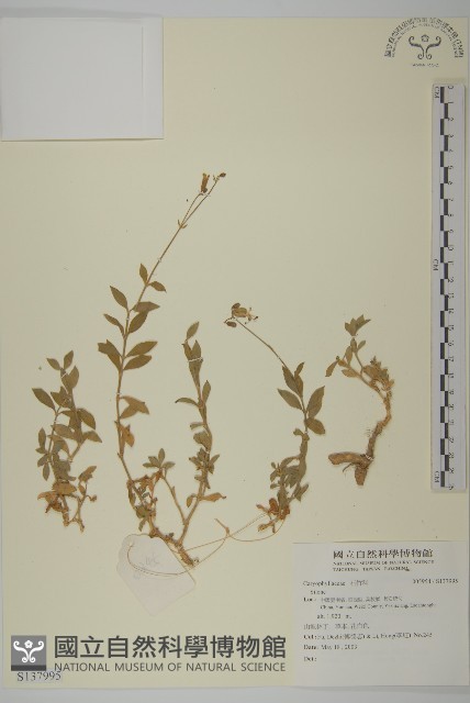 登錄號:S137995藏品圖，第1張
